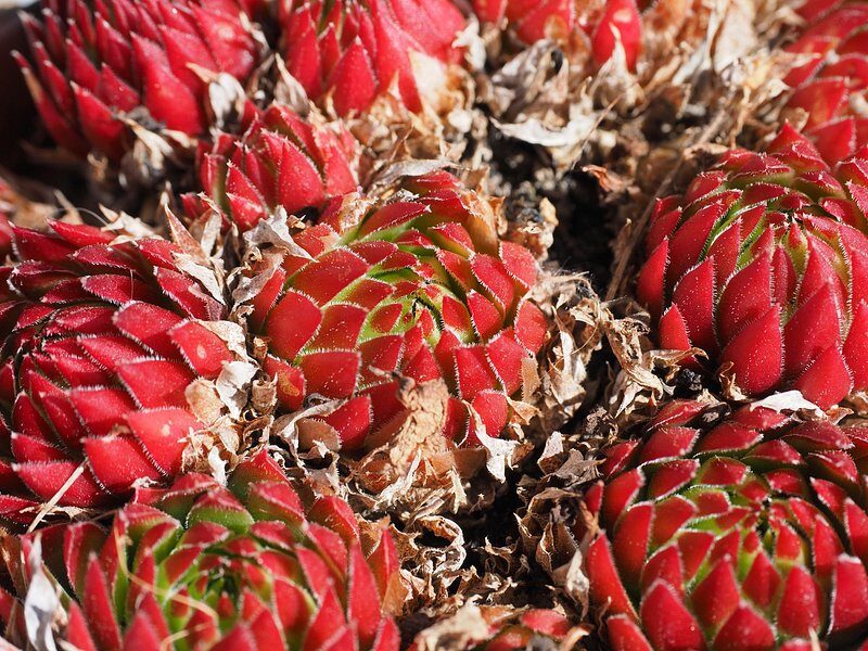 echeveria fabiola