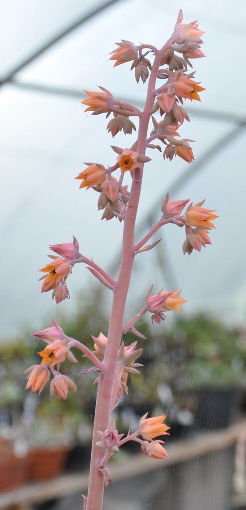 echeveria fleur