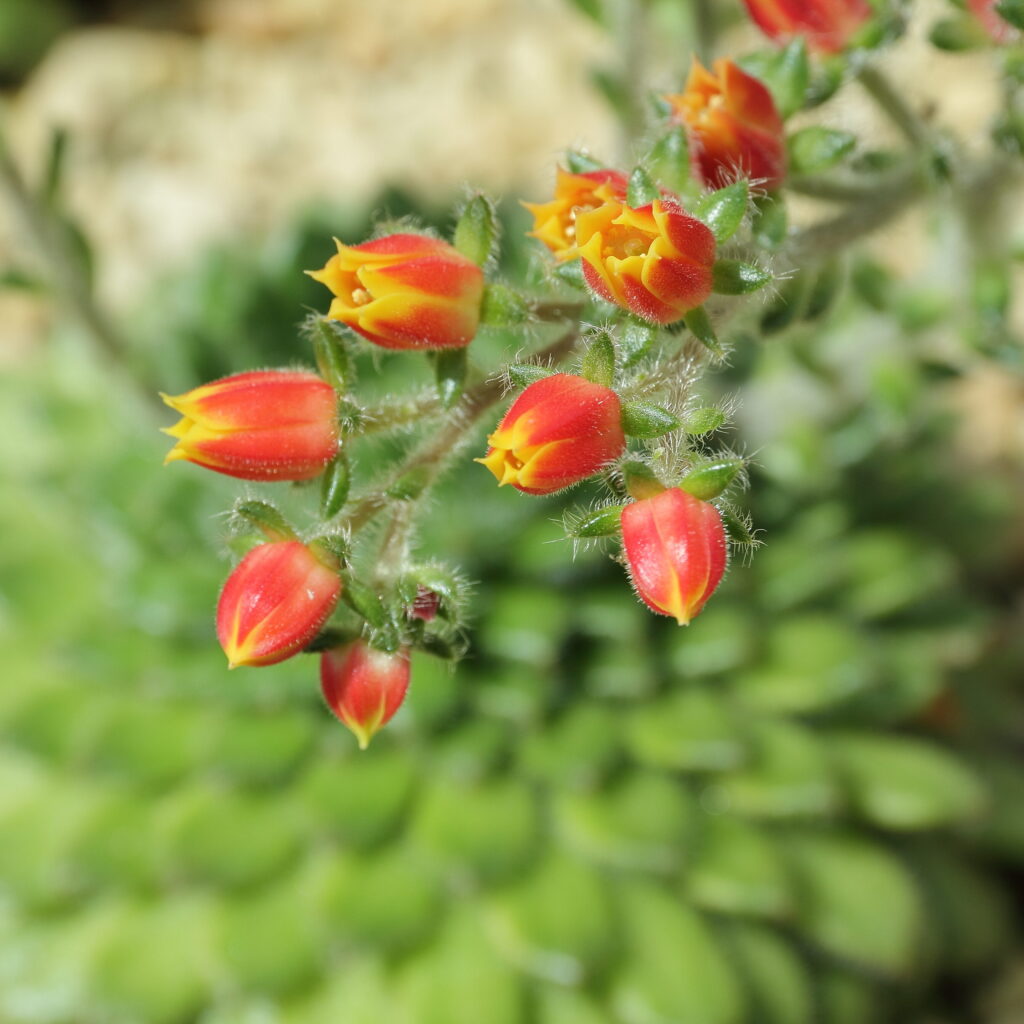 echeveria flor