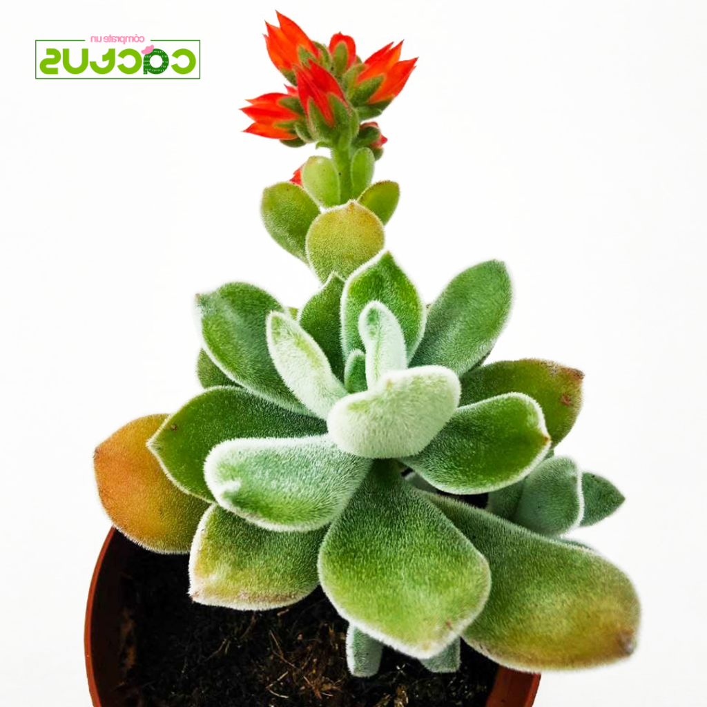 echeveria frosty todo sobre esta suculenta unica