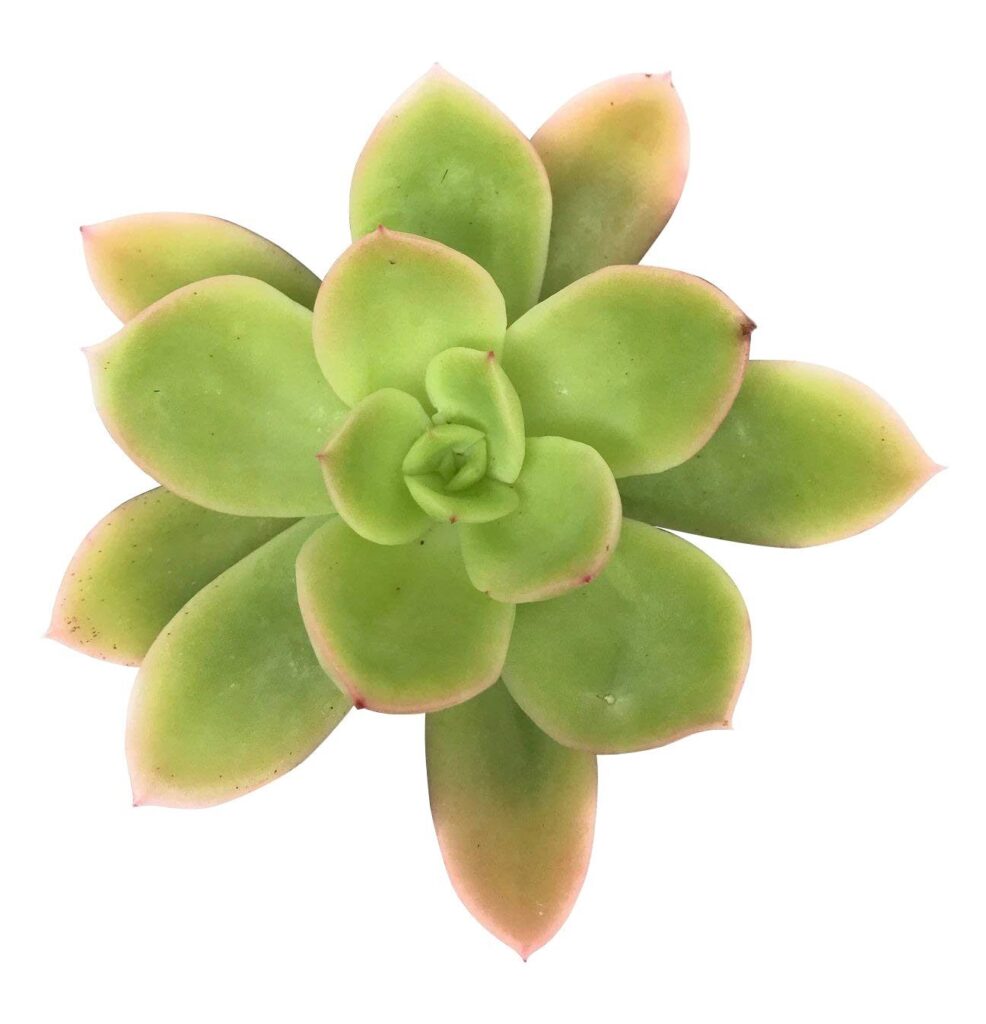 echeveria golden glow la suculenta dorada mas deslumbrante