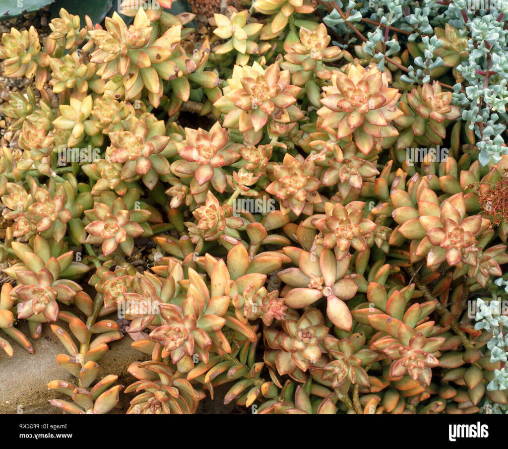 echeveria golden queen la suculenta dorada que brilla en tu jardin