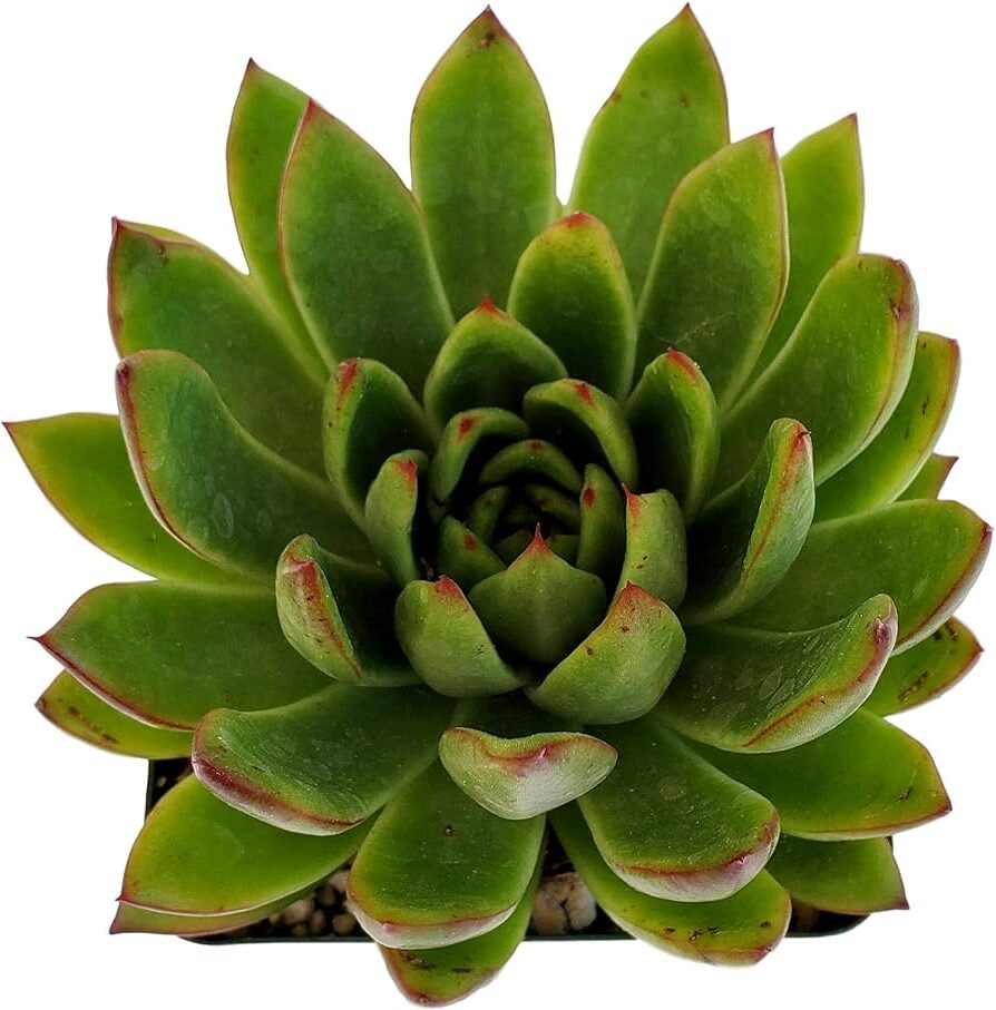 echeveria green goddess la suculenta perfecta para tu jardin