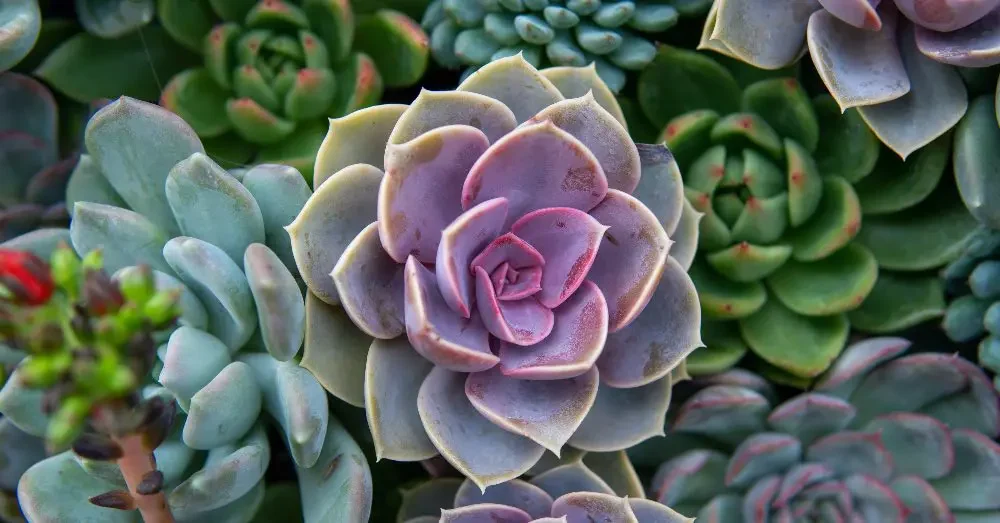 echeveria grey red la guia esencial de cuidado y cultivo