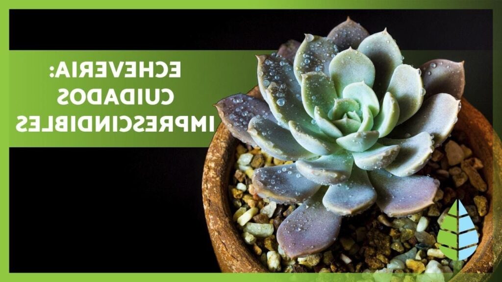 echeveria halbingeri guia completa de cuidados y cultivo