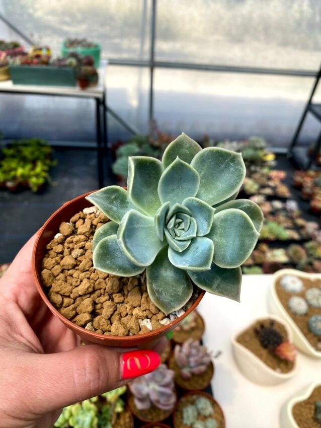 echeveria harry watson la suculenta perfecta para tu jardin