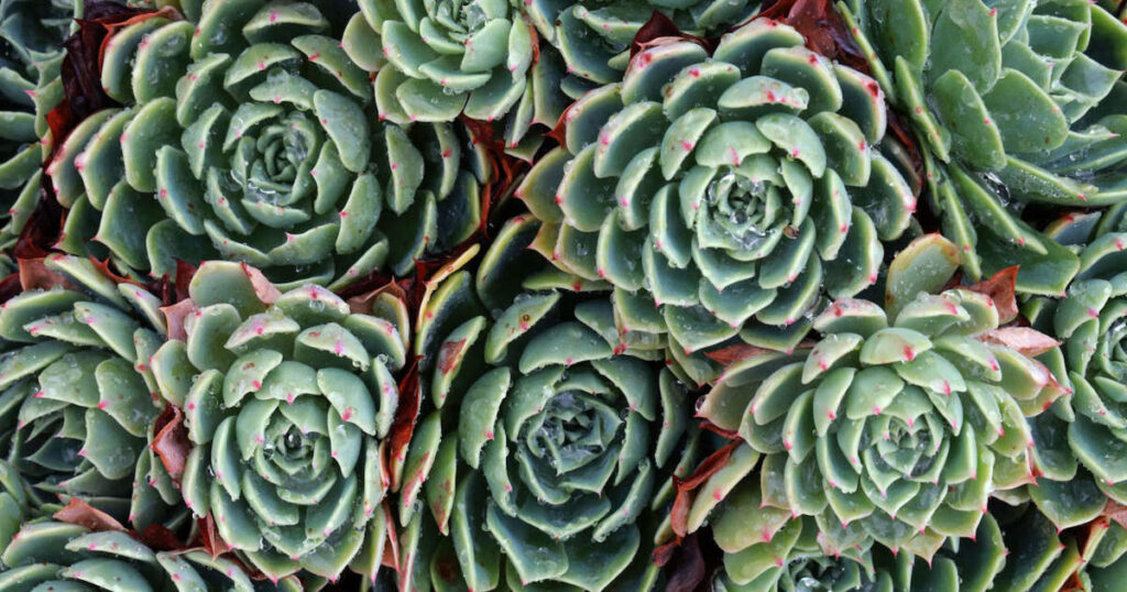 echeveria hens and chicks todo sobre estas suculentas