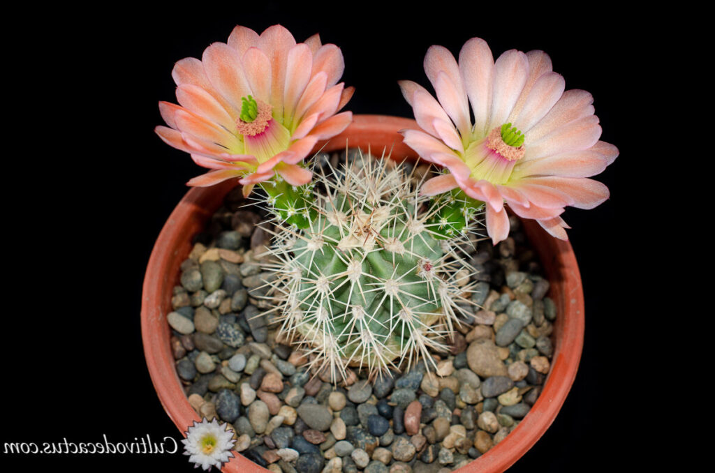 echinocereus cuidados y cultivo