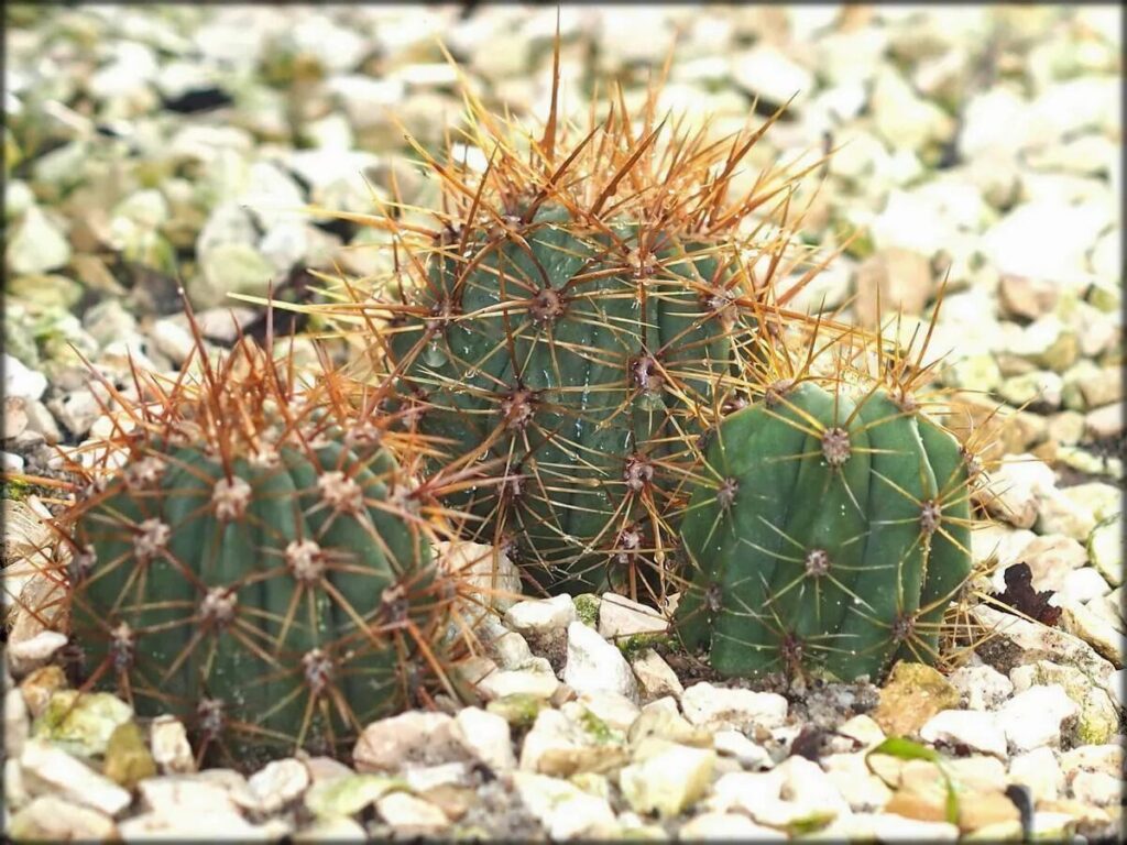 echinopsis guia completa