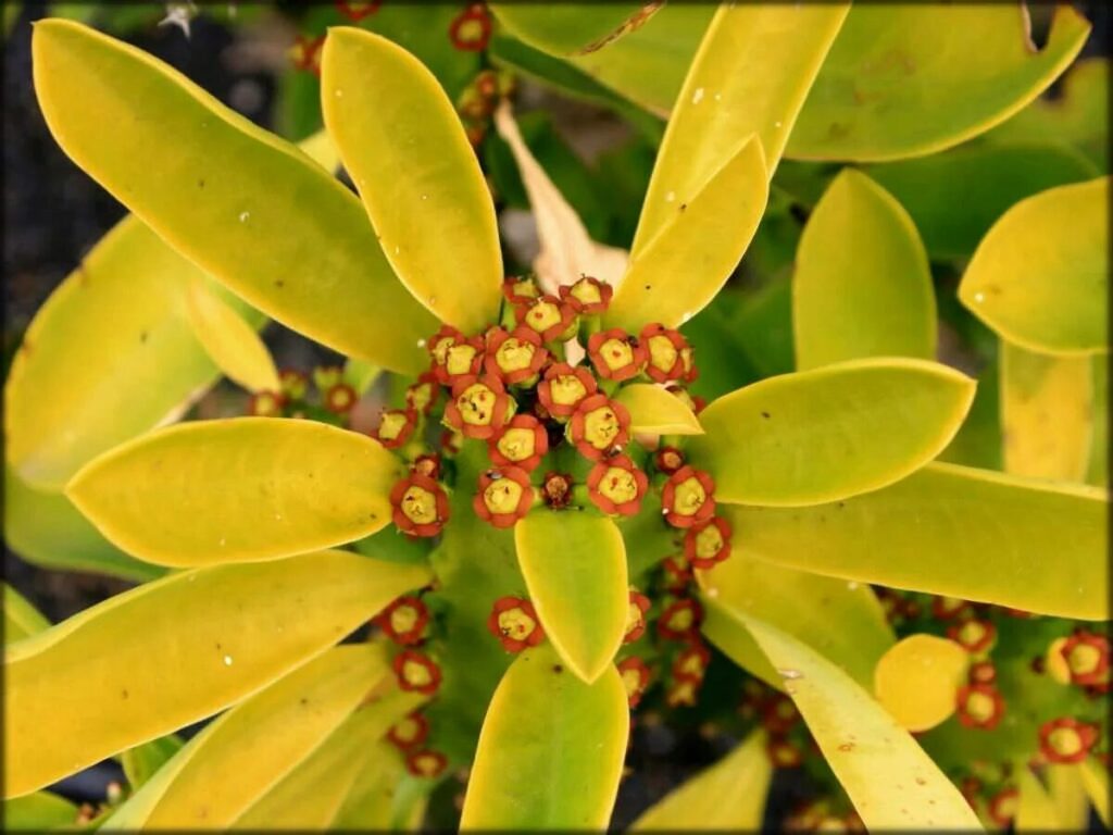 euphorbia abdelmounae guia completa