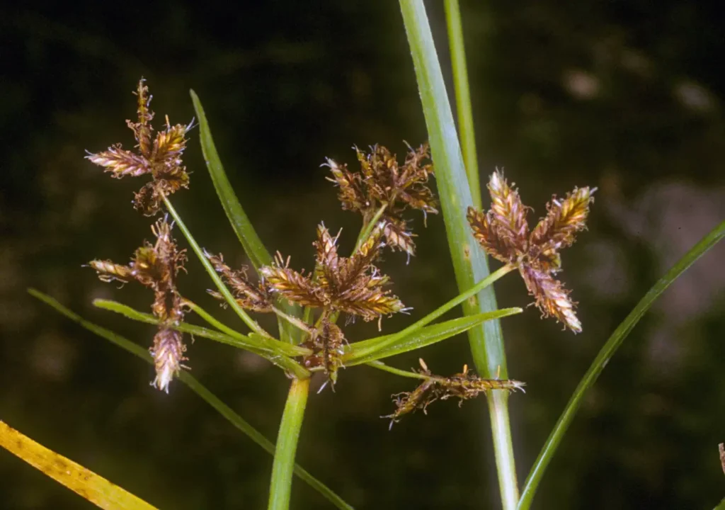 euphorbia acicularis guia completa