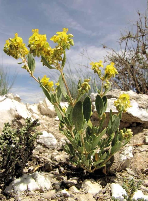 euphorbia acmurae var tortusa guia completa