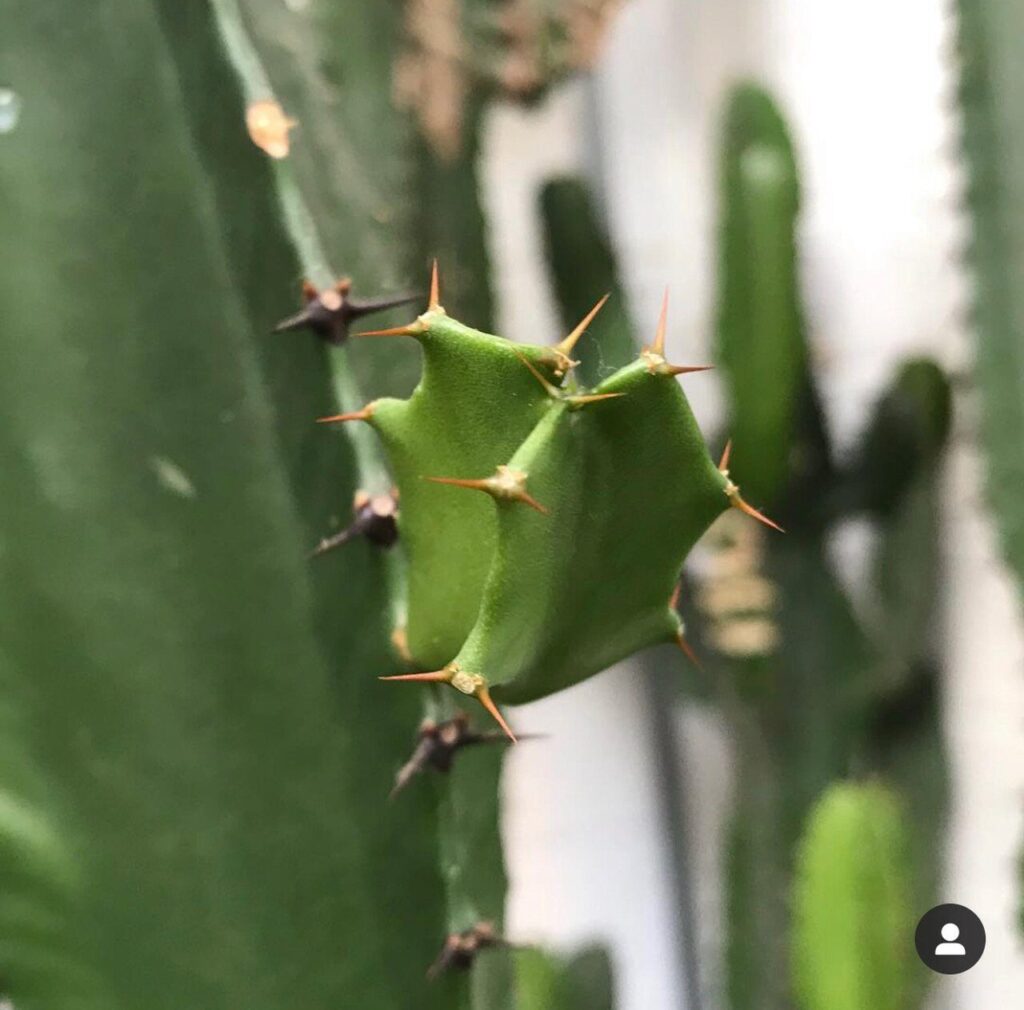 euphorbia acrurensis guia completa