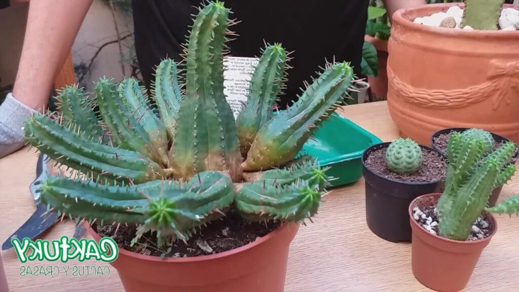 euphorbia actinia cuidados y propagacion