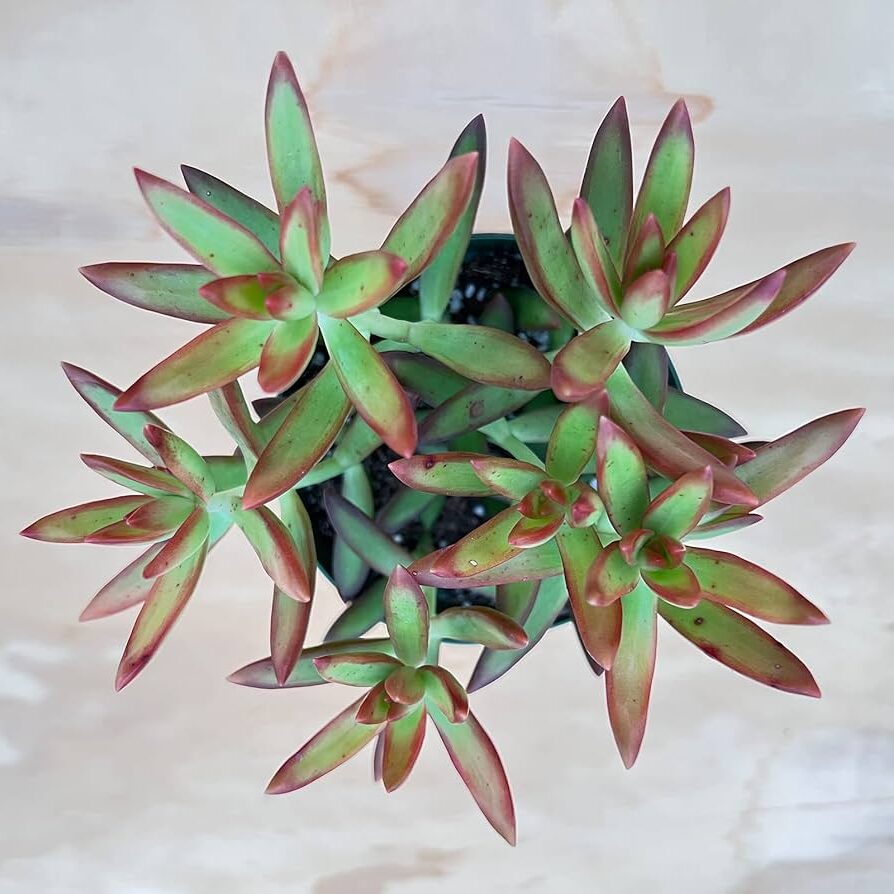 euphorbia adolphii cuidados y cultivo