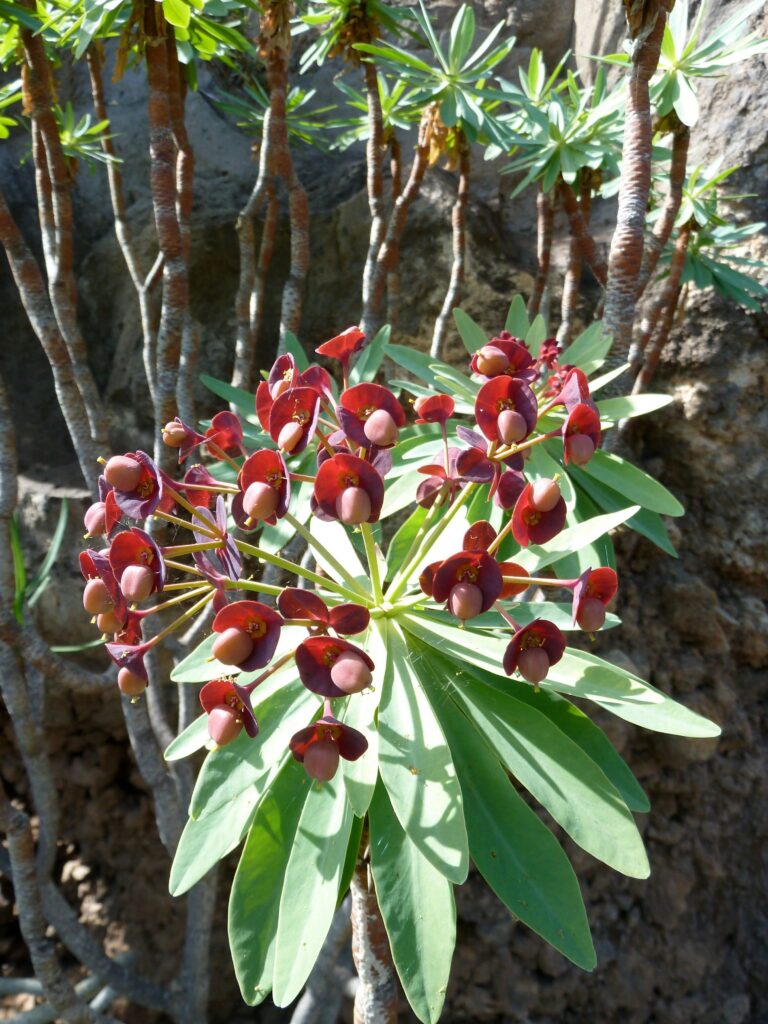 euphorbia adscendens guia completa