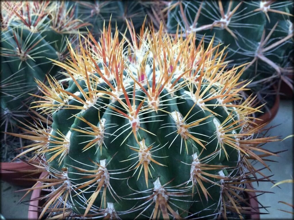 ferocactus guia completa