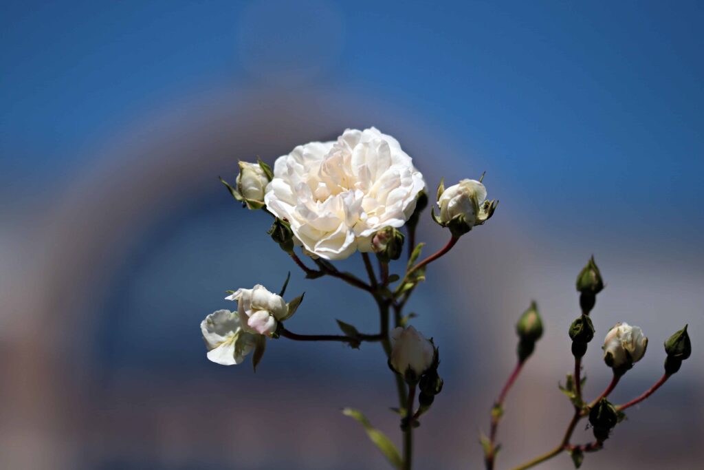 fleur blanc