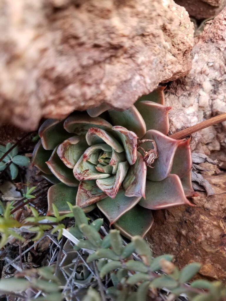 graptopetalum bartramii guia completa