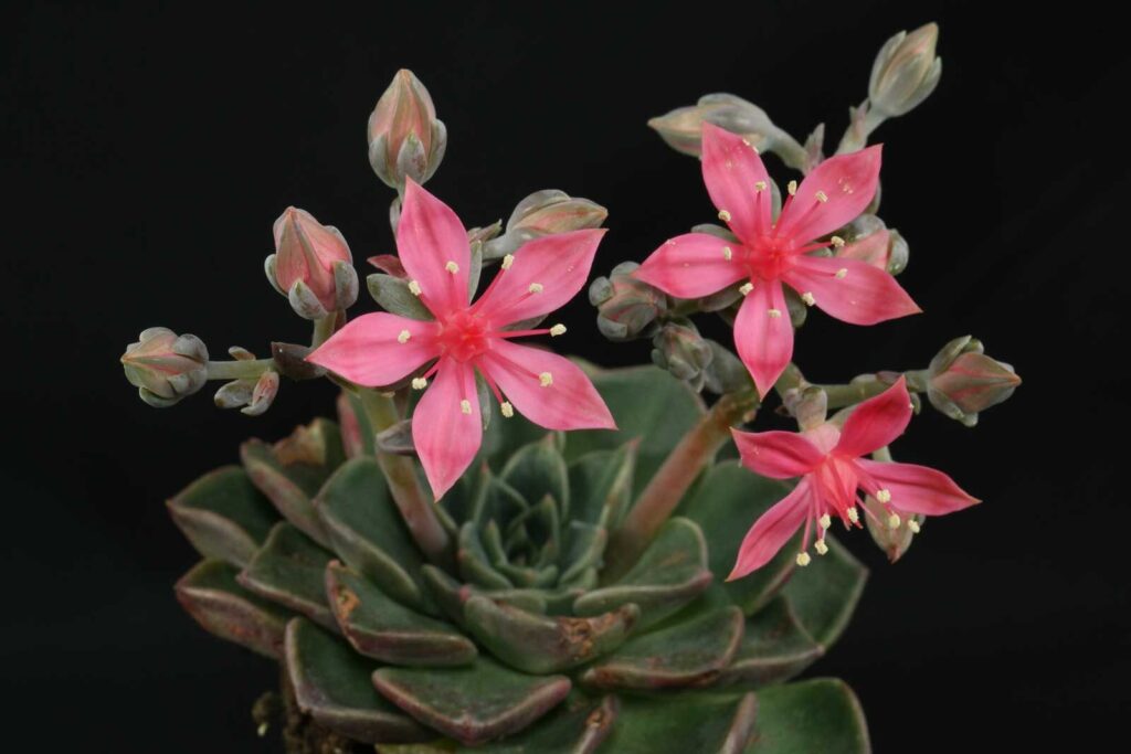 graptopetalum bellum guia completa