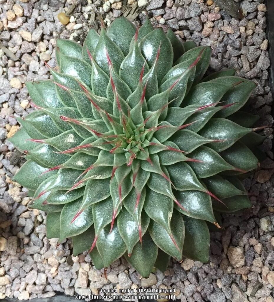 graptopetalum filiferum cuidados y propagacion