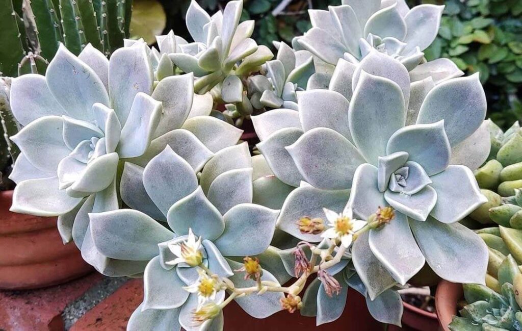 graptopetalum filiferum micromerioides guia completa