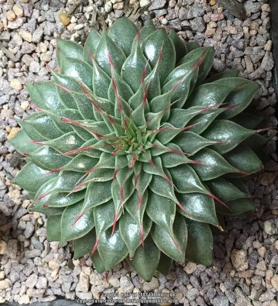 graptopetalum filiferum