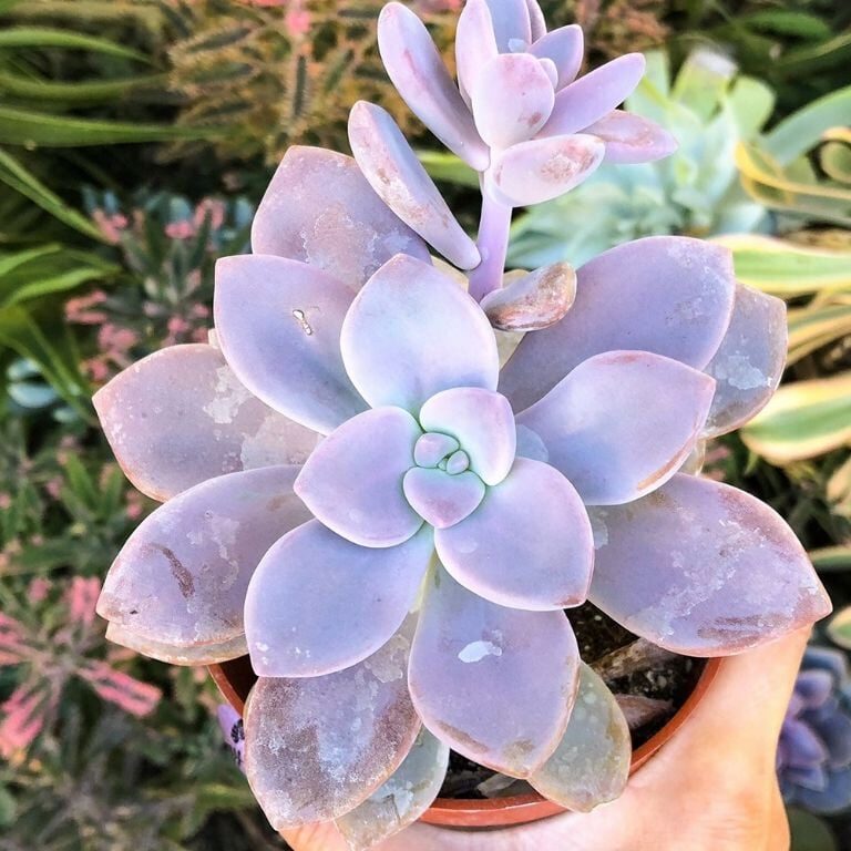 graptopetalum gonzalezii guia completa