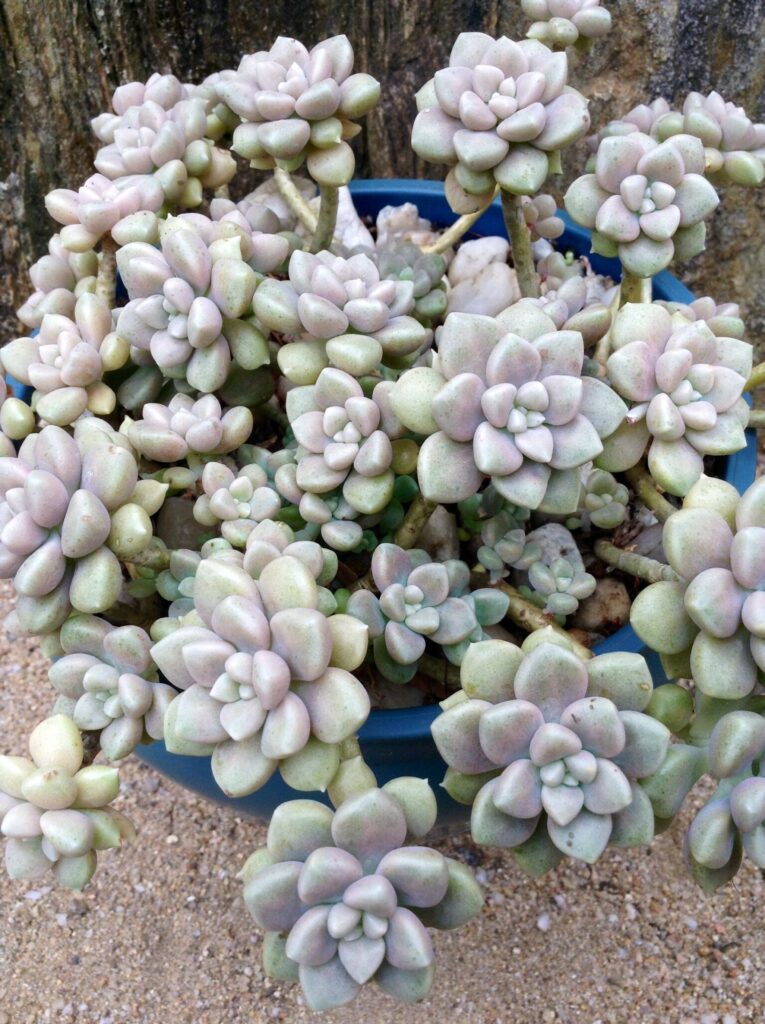 graptopetalum mendozae guia completa