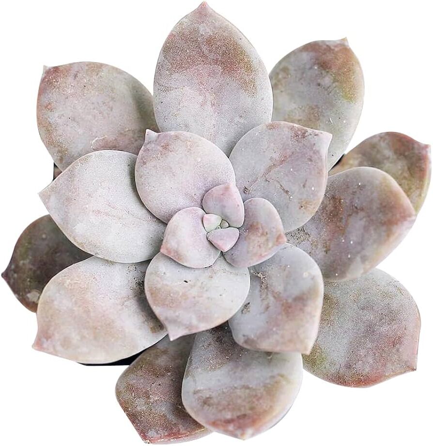 graptopetalum mirabile guia completa