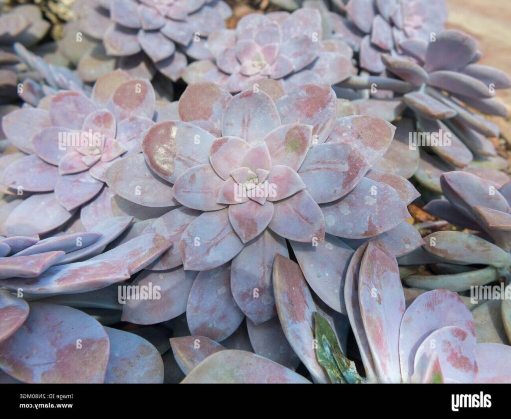 graptopetalum pentandrum ssp superbum guia completa