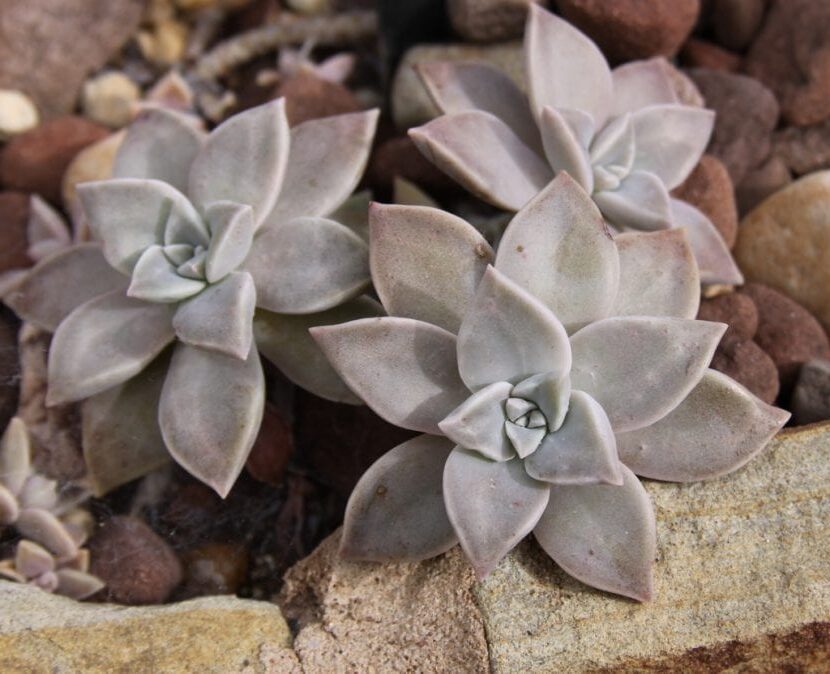 graptopetalum rusbyi guia completa