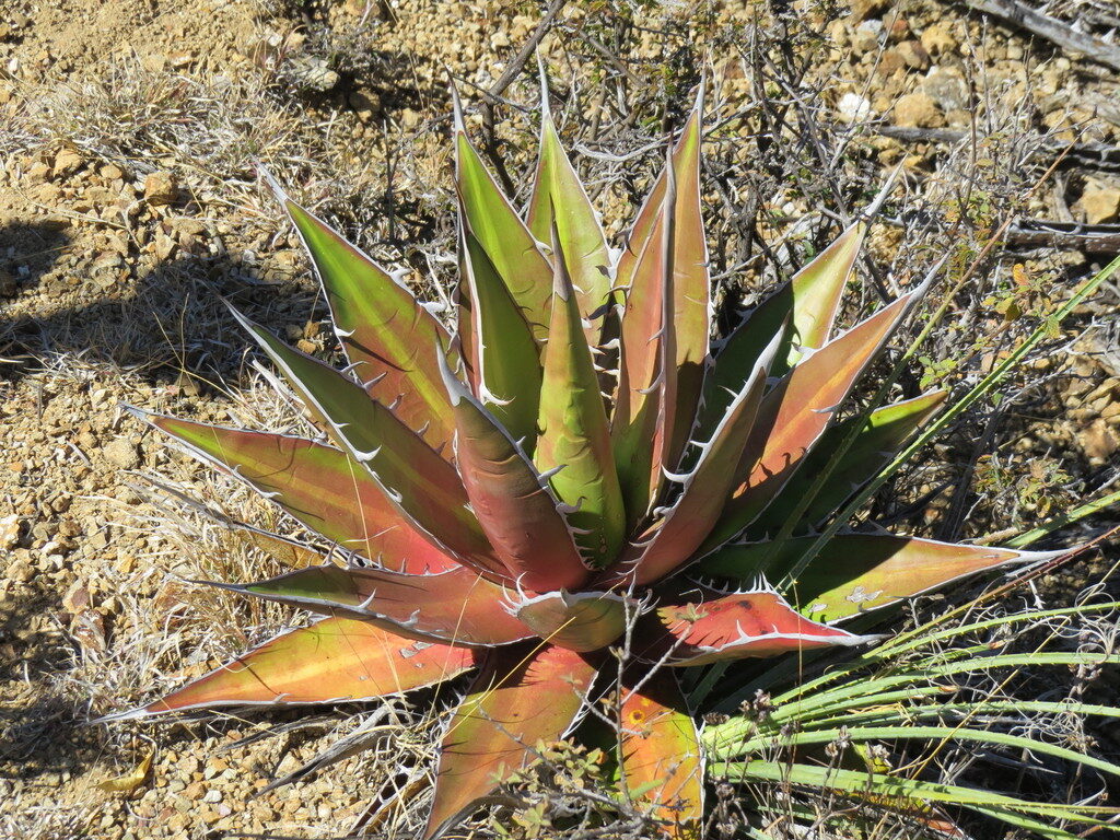 guia agave kerchovei