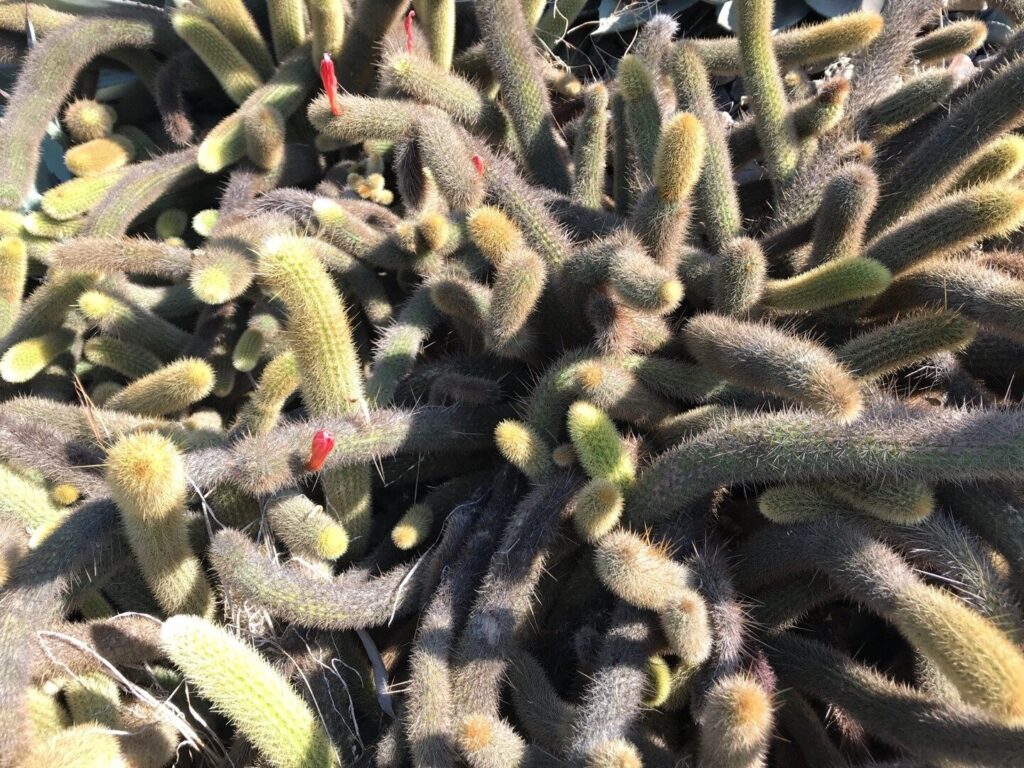 guia bergerocactus