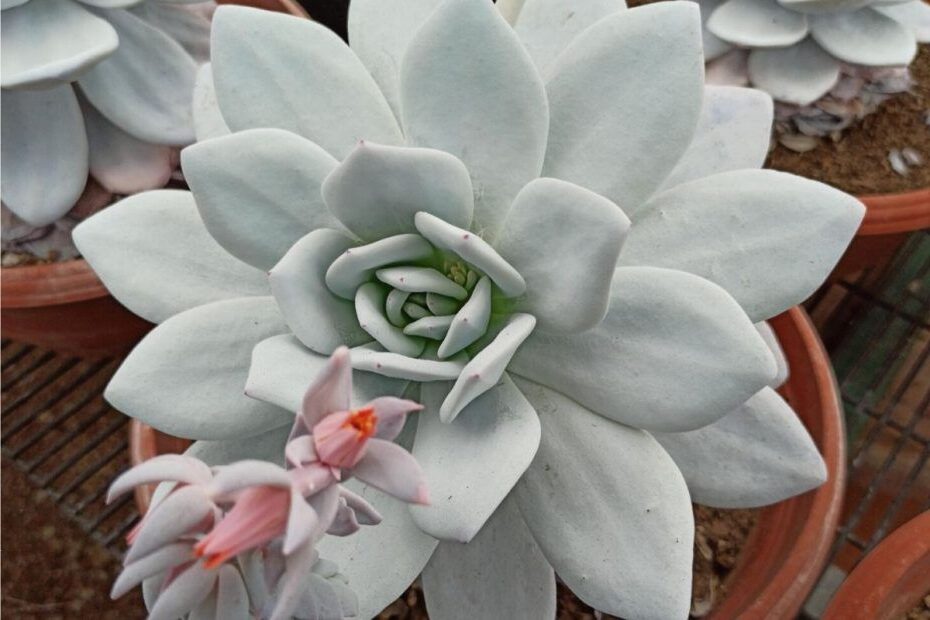 guia completa de echeveria glace cuidados y consejos