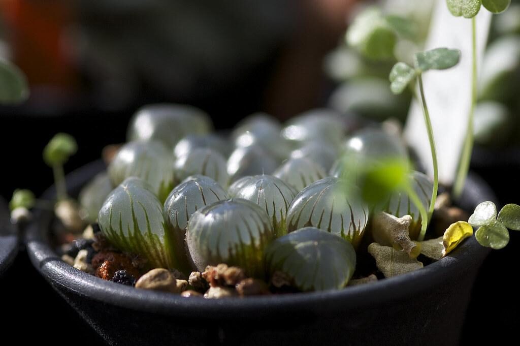 guia completa de haworthia camperi cuidados y caracteristicas