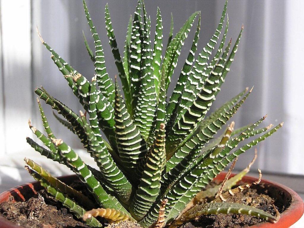 guia completa de haworthia viscosa cuidados y propiedades