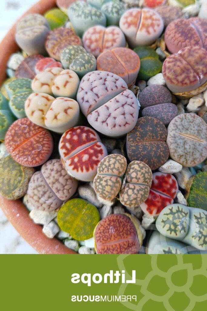 guia completa de lithops comptonii