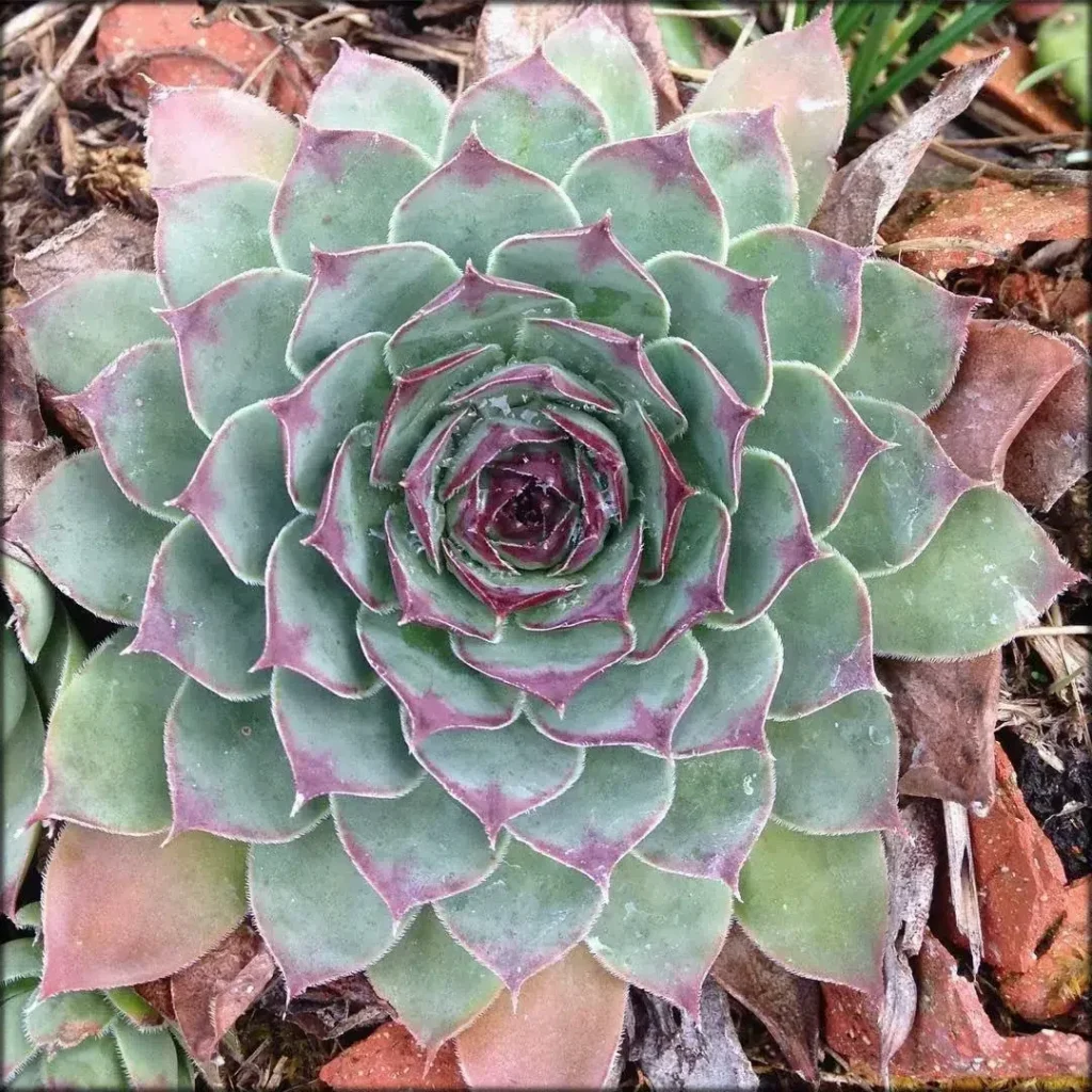 guia completa de sempervivum tectorum