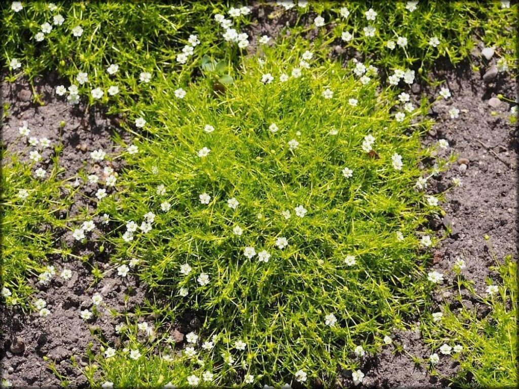 guia completa fenestraria subulata