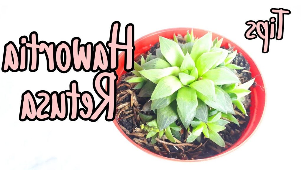 guia completa haworthia retusa cuidados y consejos