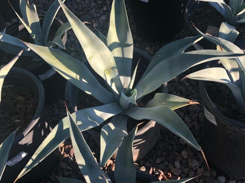 guia de agave dasylirioides