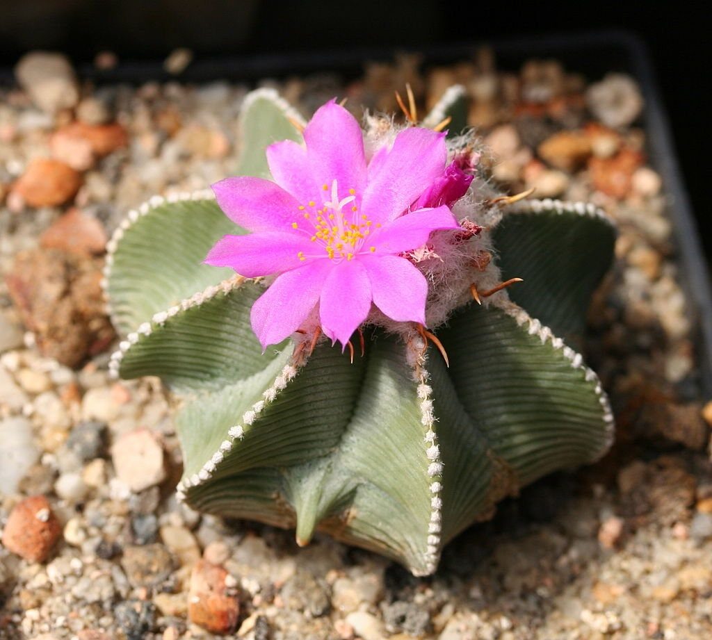 guia de aztekium cactus raros