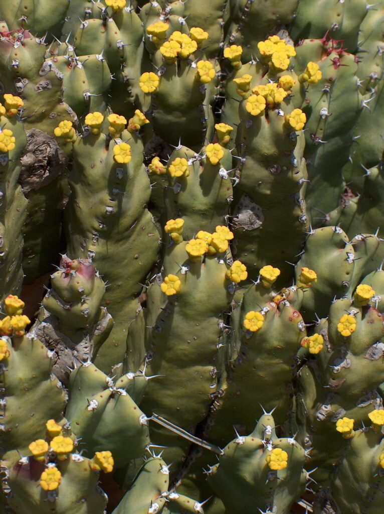 guia de cuidados de euphorbia acanthothamnos