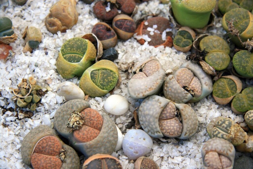 guia de cuidados de lithops localis