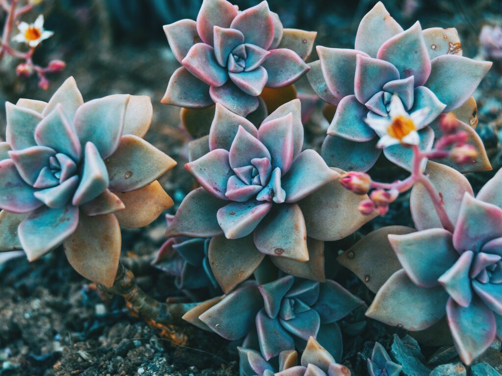 guia de cuidados graptopetalum paraguayense