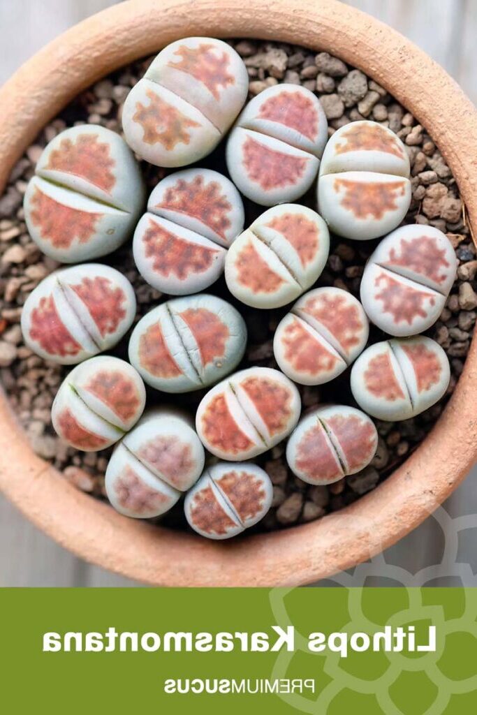 guia de cuidados lithops karasmontana