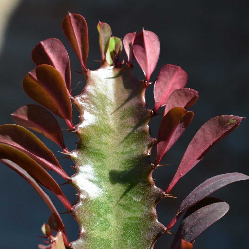 guia de cuidados para euphorbia adhaerens subsp minima