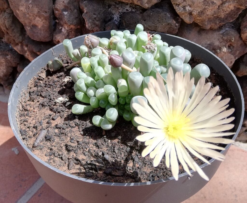 guia de cuidados para fenestraria alba