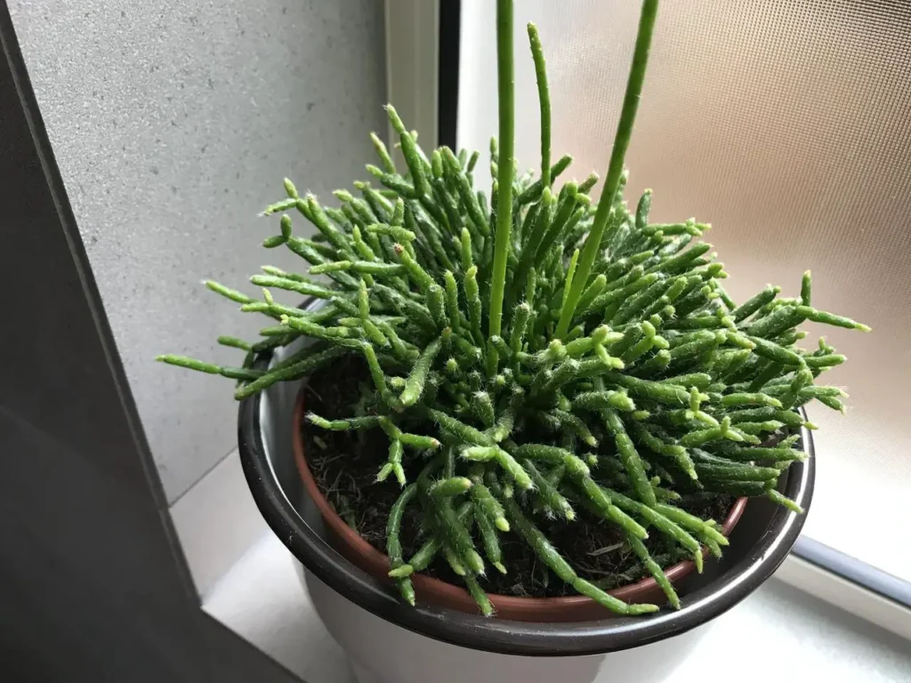 guia de cuidados para rhipsalis appendiculata